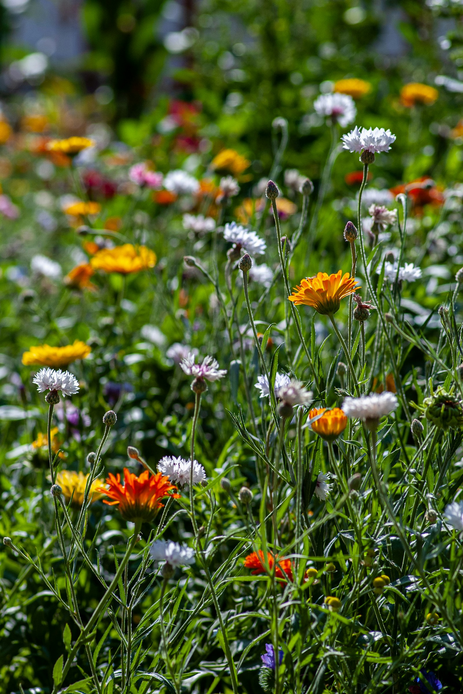 Wildflower meadow